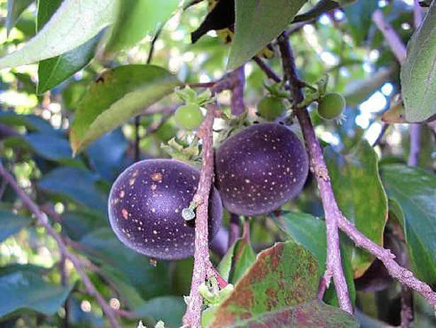 Berry desconhecida, a groselha do Ceilão tem alto poder antioxidante