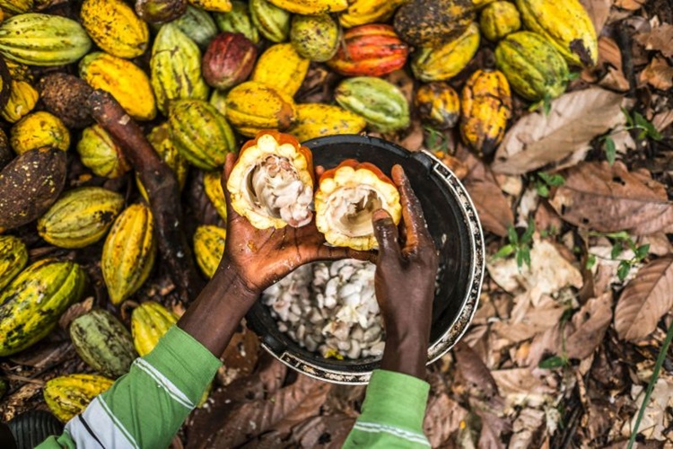 Cacau Pode Ajudar a Tratar o Diabetes, Mostra Estudo Americano