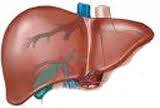 Esteatose Hepática Não-Alcoólica em Diabetes: Novas Terapias no Horizonte