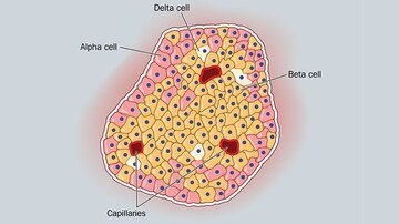 Esperança para o Diabetes: Aumentar as Células Beta Humanas com a Combinação de Medicamentos