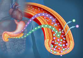 EASD 2021: Estimar a Resistência À Insulina Pode Ajudar a Prever Acidente Vascular Cerebral, Morte em Diabetes Tipo 2